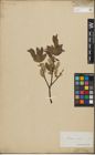 Foto von Salix lapponum L. x Salix silesiaca Willd.